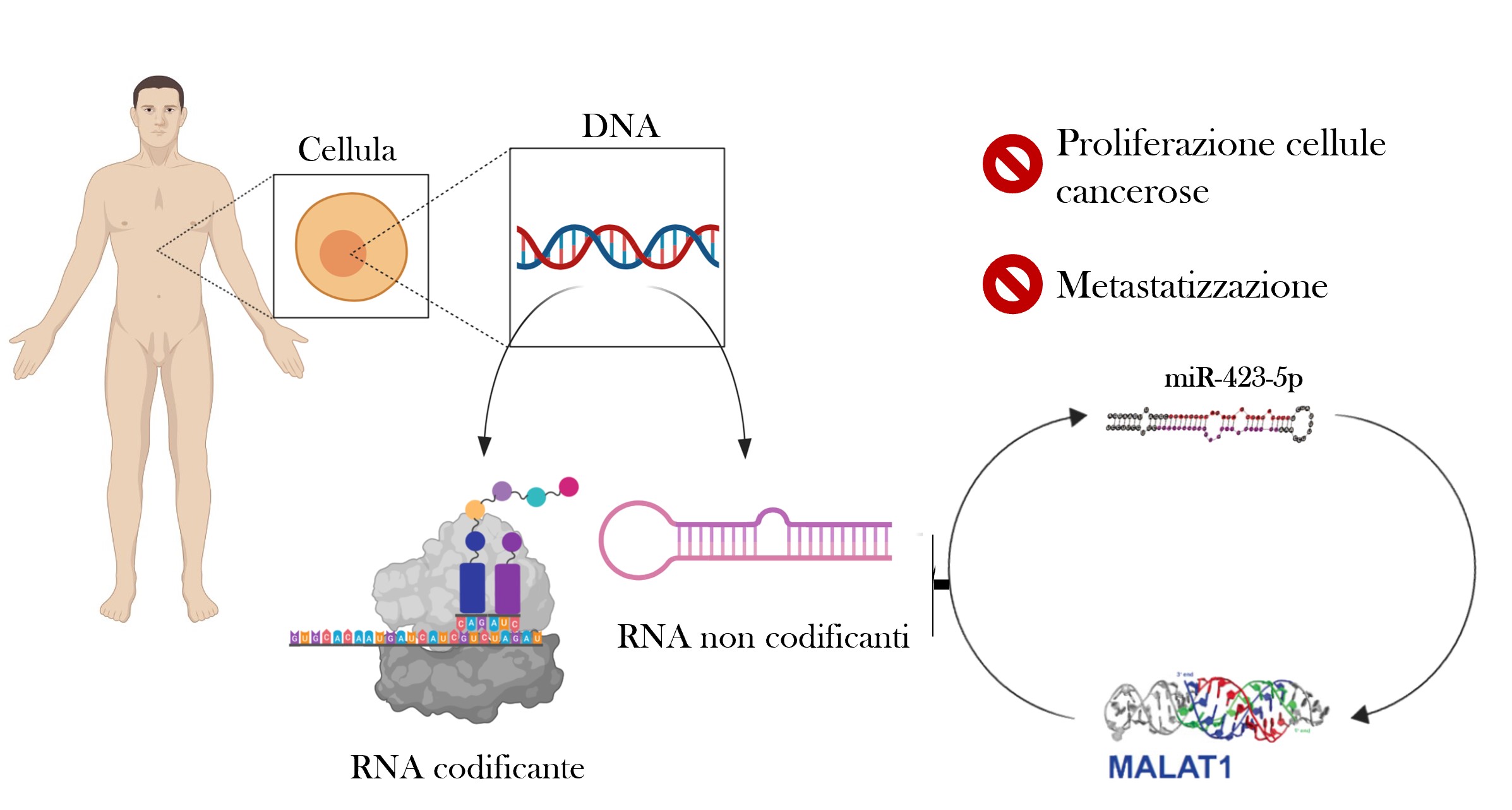 Biogem contribuisce a studio base per futura terapia contro il carcinoma prostatico